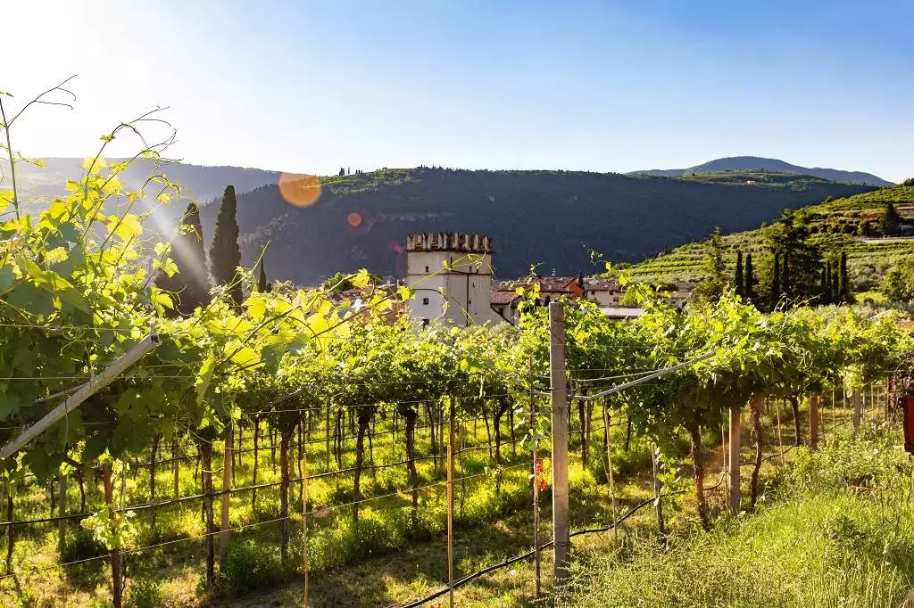 Vigneti in Valpolicella