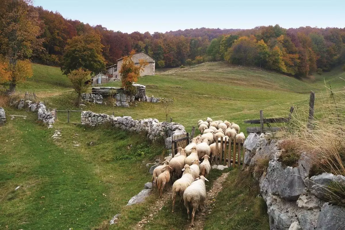 Pecore Brogna al pascolo in Lessinia