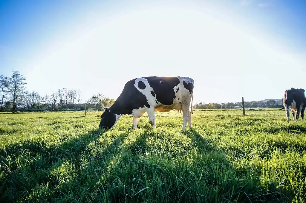 Mucca al pascolo