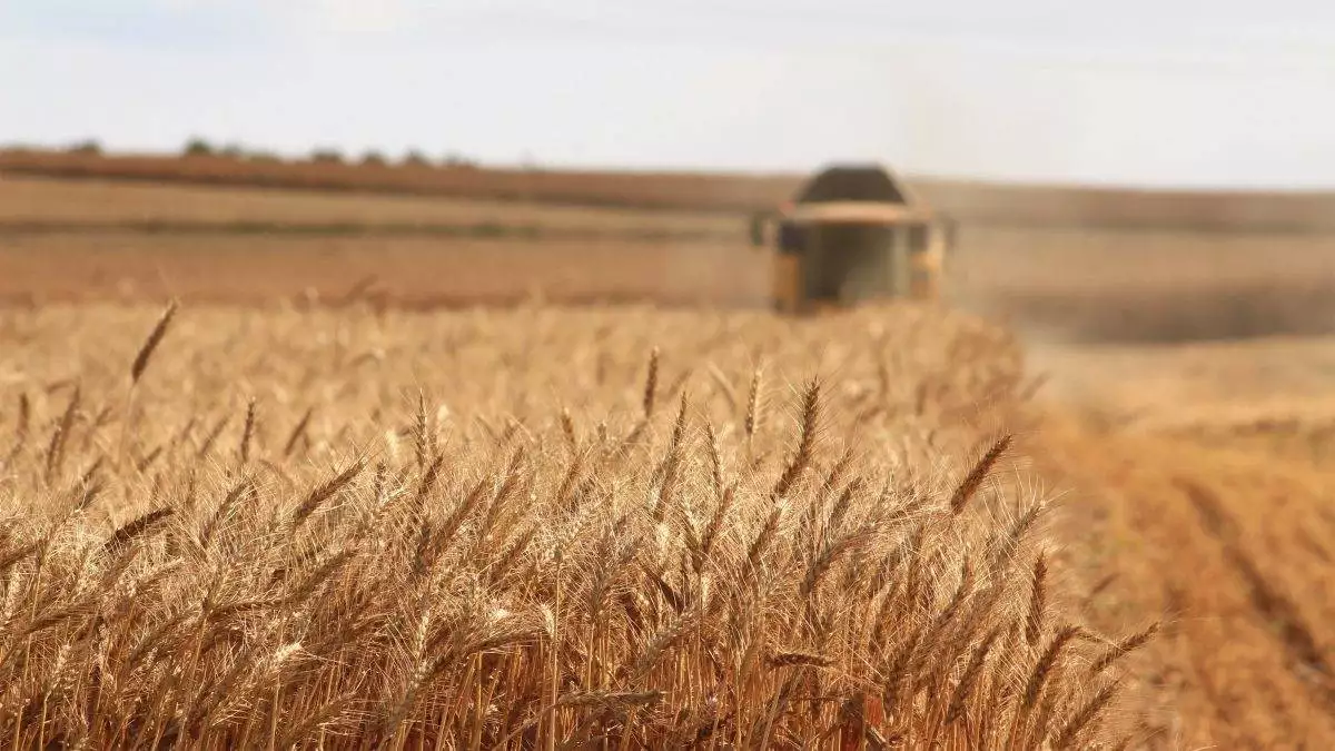 Un campo di grano.